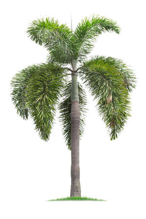 isolated big palm tree on White Background.Large palm trees database Botanical garden organization elements of Asian nature in Thailand,の写真素材