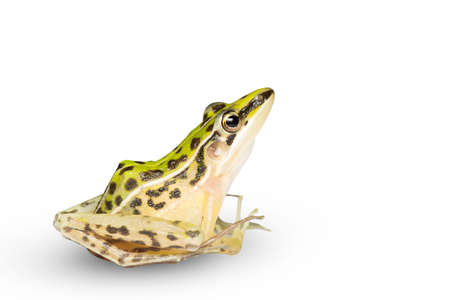 A beautiful common green water frog. isolated on white background. Frogs are amphibians.の写真素材