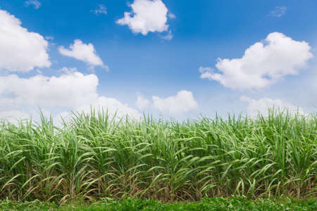 Green sugarcane plantation with blue sky and white cloud. Sugarcane trees growing during the rainy season of Thailandの写真素材