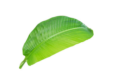 tropical banana leaf texture in garden, abstract green leaf, large palm foliage nature. banana leaf isolated on white background,の写真素材