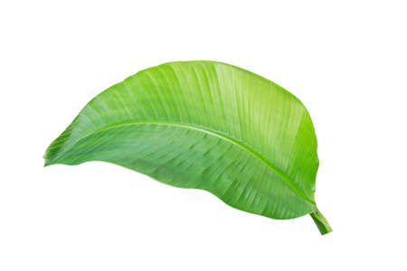 tropical banana leaf texture in garden, abstract green leaf, large palm foliage nature. banana leaf isolated on white background,の写真素材