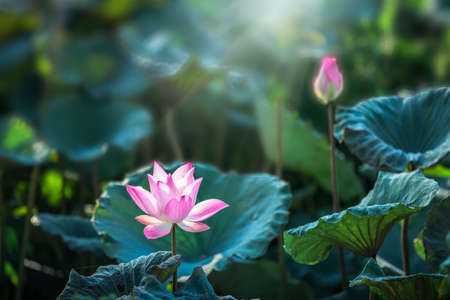 Lotus Flower.Background is the lotus leaf and lotus bud and lotus flower and tree.Shooting location is Yokohama, Kanagawa Prefecture Japan.の写真素材