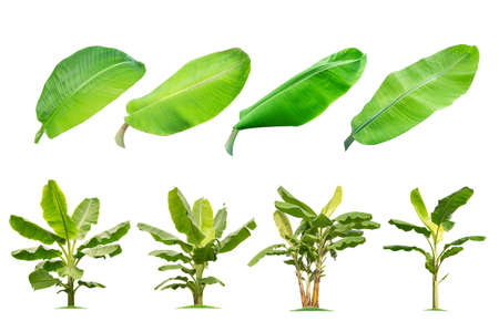 Banana trees and banana leaves Isolated tree on white background , tropical trees isolated used for design, advertising and architectureの写真素材