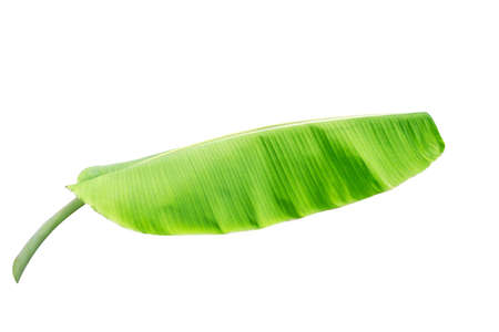 tropical banana leaf texture in garden, abstract green leaf, large palm foliage nature. banana leaf isolated on white background,の写真素材