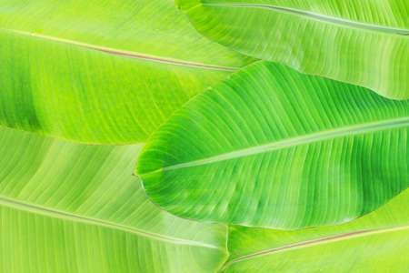 tropical banana leaf texture, large palm foliage nature dark green background.