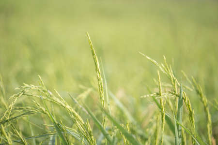 close up of yellow green rice field. organic rice field background with sunlight. other name called paddy , rough rice , unhusked.の写真素材