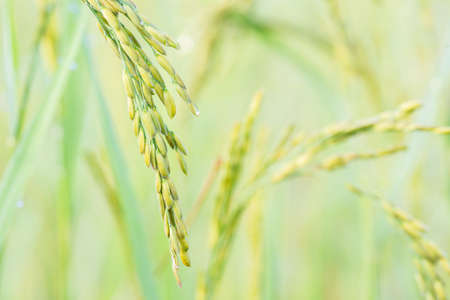close up of yellow green rice field. organic rice field background with sunlight. other name called paddy , rough rice , unhusked.の写真素材