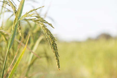 close up of yellow green rice field. organic rice field background with sunlight. other name called paddy , rough rice , unhusked.の写真素材