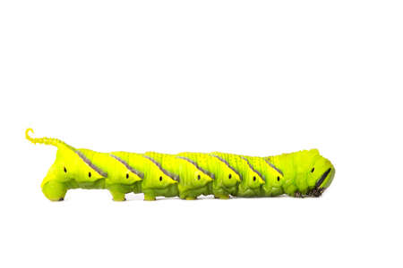 Green caterpillar, worm isolated on white background. A photo of a green high-resolution caterpillar filmed in a studio room.の写真素材