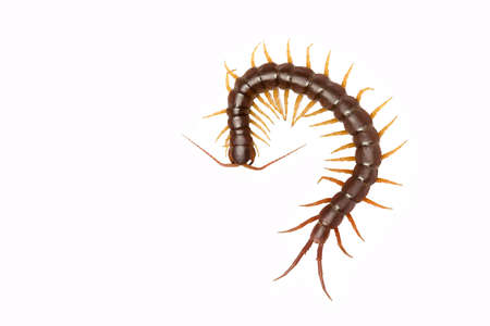 centipede (Scolopendra sp.) centipede isolated on white background. The top view of a living centipede, high resolution images shot in a studio roomの写真素材