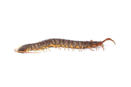 centipede (Scolopendra sp.) centipede isolated on white background. The top view of a living centipede, high resolution images shot in a studio roomの写真素材