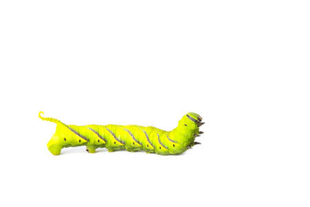 Green caterpillar, worm isolated on white background. A photo of a green high-resolution caterpillar filmed in a studio room.の写真素材