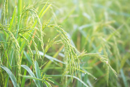 close up of yellow green rice field. organic rice field background with sunlight. other name called paddy , rough rice , unhusked.の写真素材