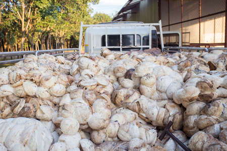 Pile of Rubber cup lump for transport to industry.Para scrap rubber nascent sun to dry.の写真素材