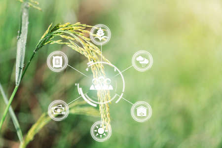 Innovation technology for smart farm system, Agriculture management, Hand holding smartphone with smart technology concept. asian male farmer working in Sugarcane farm To collect data to study.の写真素材