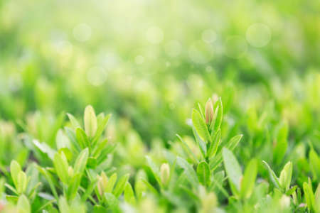 Closeup nature view of green leaf on blurred greenery background in garden with copy space using as...