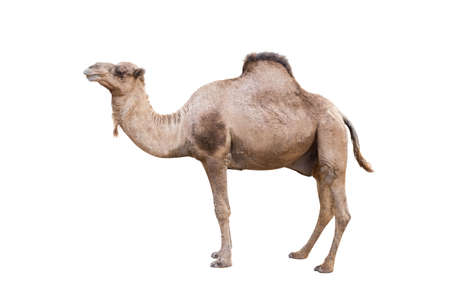 Arabian Camel, dromedary or arabian camel isolated on white backgroundの写真素材