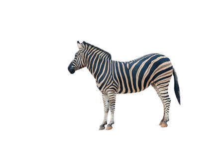 Young beautiful zebra isolated on white background. Zebra close up. Zebra cutout full length. Zoo animals.の写真素材