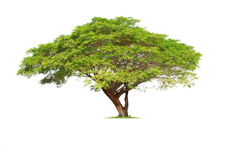 Monkey Pod, East Indian Walnut Tree. Samanea saman Tree isolated on white background.