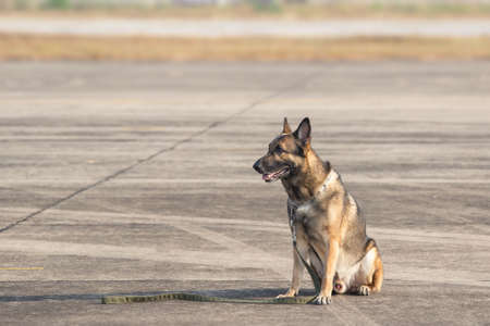 Brown German Sheepdog Sitting On Road In Sunny Day. The border troops demonstrate the dog's ability to detect violations and neutralize terrorists.の写真素材
