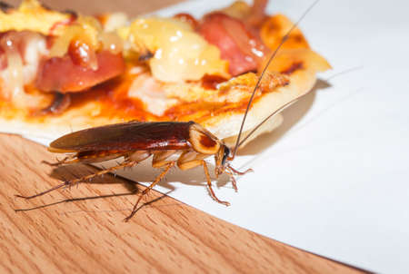The problem in the house because of cockroaches living in the kitchen. Cockroach eat pizza (expired pizza) Cockroaches are carriers of the disease.の写真素材