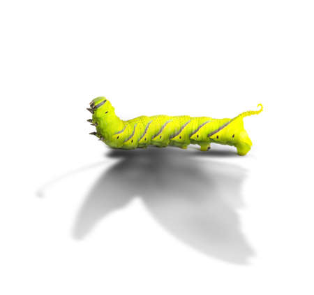 Aspiration concept and ambition idea as a caterpillar casting a shadow odf a butterfly as an achievement and hope for futur success symbol with.の写真素材