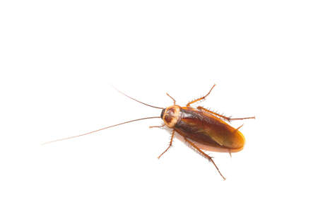 action image of Cockroaches, Cockroaches isolated on white backgroundの写真素材