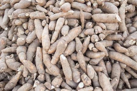 Cassava, also called manioc, yuca, balinghoy, mogo, mandioca, kamoteng kahoy, tapioca and manioc...