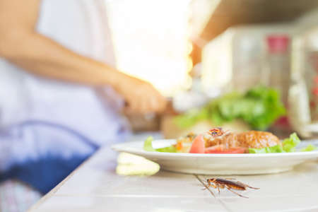 The problem in the house because of cockroaches living in the kitchen. Cockroach eating whole wheat...