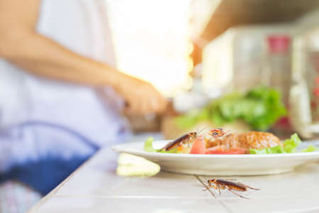 The problem in the house because of cockroaches living in the kitchen. Cockroach eating whole wheat bread on dining table background. Cockroaches are carriers of the disease.の写真素材