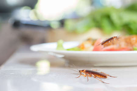 The problem in the house because of cockroaches living in the kitchen. Cockroach eating whole wheat bread on dining table background. Cockroaches are carriers of the disease.の写真素材