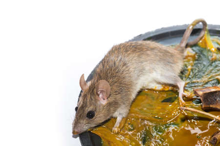 Rat glued to the trap in restaurant isolated on White Backgroundの写真素材