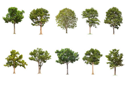  isolated big tree on White Background. The collection of trees. tropical trees isolated used for design, advertising and architectureの写真素材