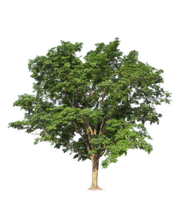 Isolated trees on white background.  tropical tree in the northeast of Thailand, used for design, advertising and architectureの写真素材