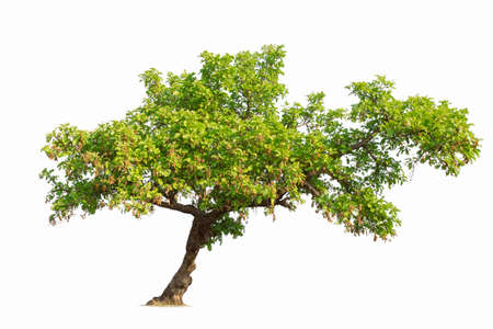 Isolated trees on white background.  tropical tree in the northeast of Thailand, used for design, advertising and architectureの写真素材
