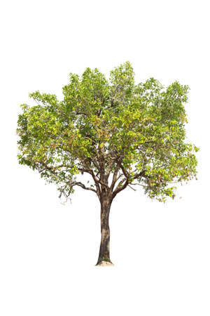 Isolated trees on white background.  tropical tree in the northeast of Thailand, used for design, advertising and architectureの写真素材