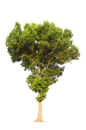 Isolated trees on white background.  tropical tree in the northeast of Thailand, used for design, advertising and architectureの写真素材