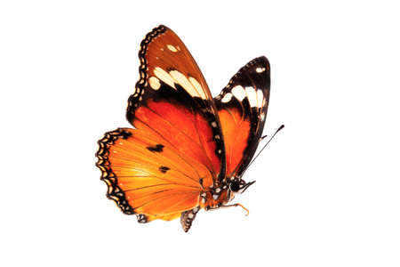 Beautiful butterfly flying isolated on white background.Tawny Coster (Acraea violae) ,Acraea terpsicore, the tawny coster, is a small, Use for graphics or advertising design.の写真素材