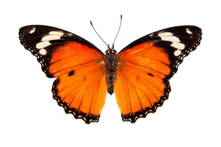 Beautiful butterfly flying isolated on white background.Tawny Coster (Acraea violae) ,Acraea terpsicore, the tawny coster, is a small, Use for graphics or advertising design.の写真素材
