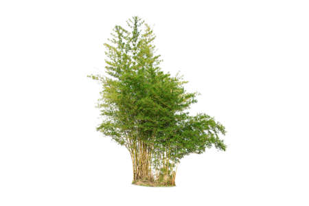 Bamboo Isolated tree on white background.  tropical tree in the northeast of Thailand, used for design, advertising and architectureの写真素材