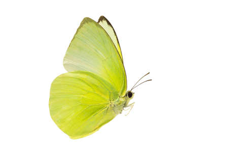  Beautiful butterfly flying isolated on white background. Use for graphics or advertising design.の写真素材