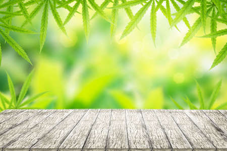 Brown wooden table board empty on Marijuana leaves, cannabis , the pastel green textured background. Medicinal plant in contour style for summer design.の写真素材