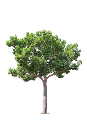 Isolated trees on white background.  tropical tree in the northeast of Thailand, used for design, advertising and architectureの写真素材