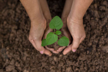Close up Kid hand and mother planting young plant to black soil top view and grunge style. Soil Planting and Seeding concept.の写真素材