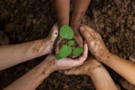 A child is holding a small tree. The hands of Diverse People Planting Tree Together. Soil Planting...