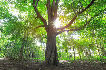 The sun shining through a majestic green tree, autumn forest trees. nature green wood sunlight backgrounds.の写真素材