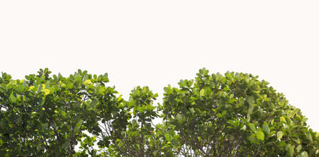 Isolated trees on white background.  tropical tree in the northeast of Thailand, used for design, advertising and architectureの写真素材