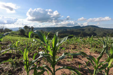 Corn field and sky with beautiful clouds. Maize seedling in the agricultural garden with blue sky.の写真素材