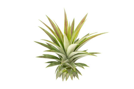 Pineapple tree isolated on white background. used for design, advertising.の写真素材