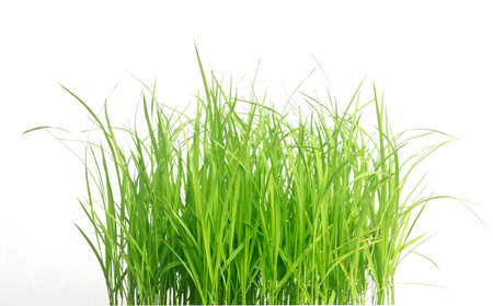 Rice seedlings isolated on white background. Green Grass Border isolated on white background.The collection of grass.The grass is native to Thailand is very popular in the front yard.の写真素材